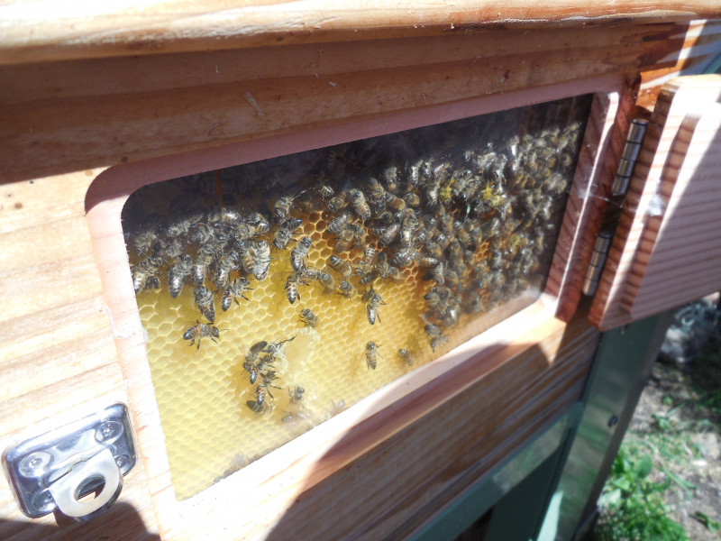 Atelier abeilles à l'Abbaye d'Aulps